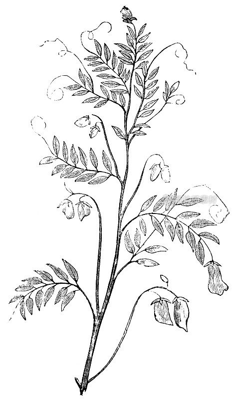 小扁豆植物- 19世纪